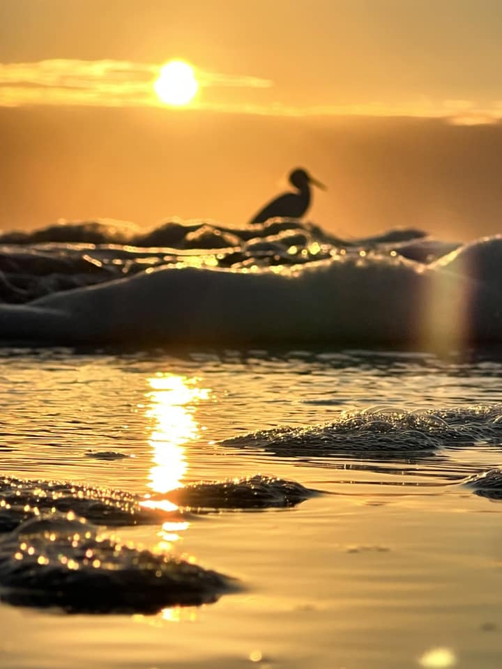 Bubbly foam and a bird on St. Augustine beach during sunrise