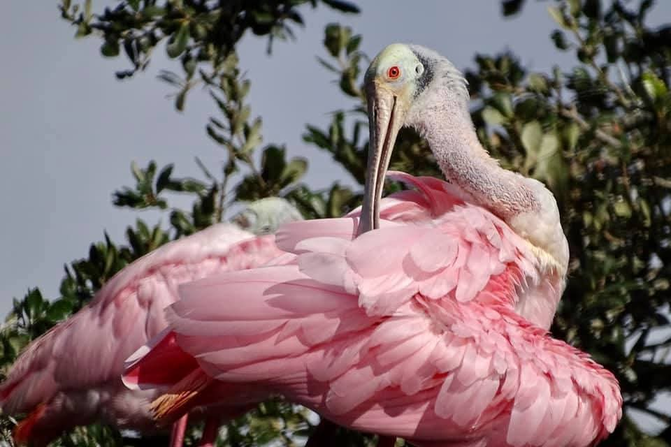 Roseate Spoonbill Alligator Farm St. Augustine Florida