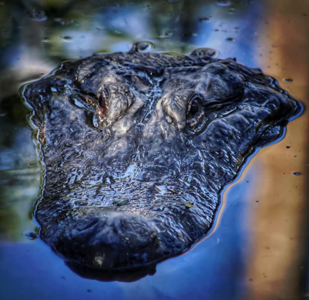 Alligator Head St. Augustine Florida